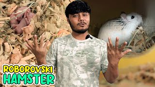 আমার Roborovski হ্যামস্টার বাচ্চা দিয়েছে 😲 [upl. by Aleiram]