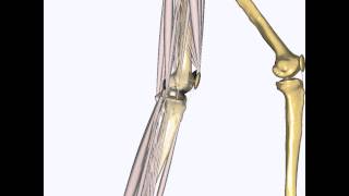 ForceDependent Kinematics simulation of a knee [upl. by Akciret]