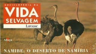 Vida Selvagem  Namibe O Deserto da Namíbia  Parte 1  5 [upl. by Taam]