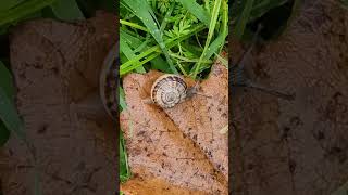 Too fast too furious therock vindiesel snail fastspeed naturelovers [upl. by Sivram639]