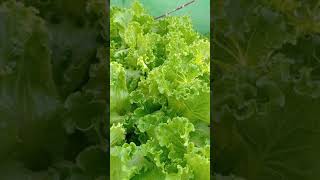 Jonction RZ lettuce  Kratky method hydroponics [upl. by Nnylak]