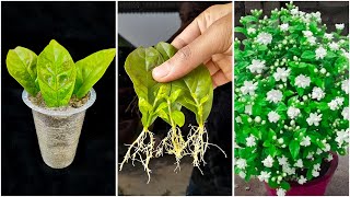 Great idea for grow jasmine plant at home from leaves  Best idea for gardening [upl. by Hteazile]