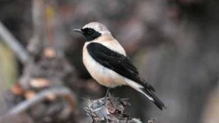 Olivier Messiaen  Catalogue doiseaux Le traquet stapazin Blackeared Wheatear [upl. by Narret]