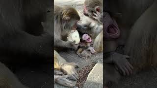 Touching Moment Little Monkey Finds Comfort in Food MonkeyMoments CuteMonkeys MonkeyFamily Wild [upl. by Ellatsirhc]