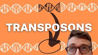 TRANSPOSONS EXPLAINED 1 Minute Explanation [upl. by Koerner]