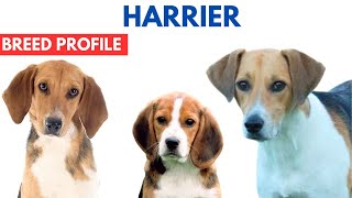 Harrier Breed Profile History  Price  Traits  Harrier Grooming Needs  Lifespan [upl. by Ojyma738]