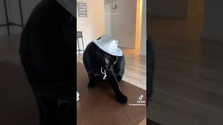 Micheal Jackson’s Cat😂 youtubeshorts shorts viralvideo cat funny cat cute tiktok foryou [upl. by Neelav822]