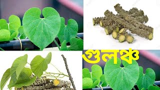 গুলঞ্চ কিভাবে চিনবেন  giloy  Tinospora cordifolia [upl. by Ettennad]