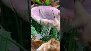 What’s this mushroom 🍄‍🟫🍄 called⁉️ fungi nature autumn shorts [upl. by Virge]