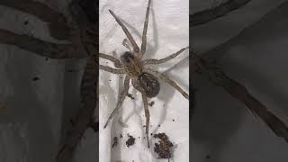 Packing up some of the Hogna Lenta wolfspider spider hobby breeder smallbusiness cutepets [upl. by Asilec]