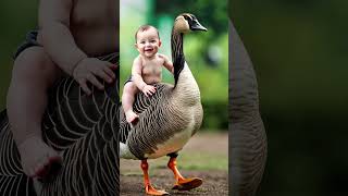 quotJoyful Ride Baby Enjoying a Duckback Adventurequot cute birds duck [upl. by Verena406]