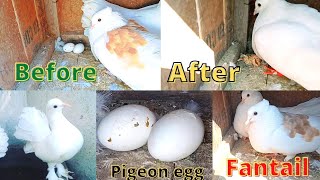 😎finally Hamare  Fantail 🕊️Kabootar ke 🥚Ande me se bacche 🐣Nikal Gaye😃 Fantail 🕊️Pigeon baby🐥 [upl. by Vey374]