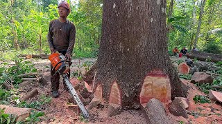 Excellent ‼️ Mahogany tree 100 feet high [upl. by Cord140]