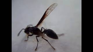 Entomología Avispa negra Closeup macro avispas macro closeup wasp [upl. by Halpern766]