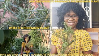 How I Use And Propagate My Rosemary Herbs And Why I Have Them Growing In My Small Urban Farms [upl. by Enal]