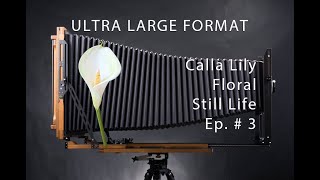 Ultra Large Format Photography Solatary Grace Calla Lily  Episode 3 Lith Print [upl. by Salomon565]