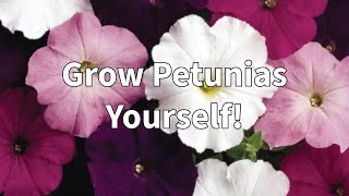 Easiest and Cheapest Way to Grow Petunias gardening [upl. by Magnum]