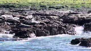 Seals on the Farne Islands March 2024 [upl. by Vaughan576]