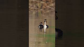 The great crested grebe Podiceps cristatus courtship appearance and dance shortvideo birds [upl. by Orlene464]