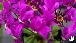 Une vivace pour la miombre florifère et rustique  le dodecatheon Gyroselle de Virginie Truffaut [upl. by Farley]