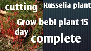 how to make now Grow Russelia plant in bebi plans quisetiformis [upl. by Yclehc271]