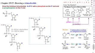 c242w20Ch25and27DrawingTrinucleotides [upl. by Ivar416]