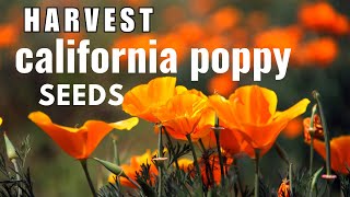 How to Collect the Seeds of California Poppy  Seed Propagation  Eschscholzia Californica [upl. by Adnwahsal]