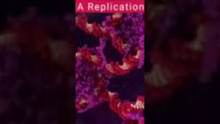 DNA Replication 😱 [upl. by Attenoj]