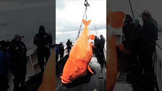 Golden fish catch shorts youtubeshorts wildlife animals trendingreels [upl. by Tyika460]