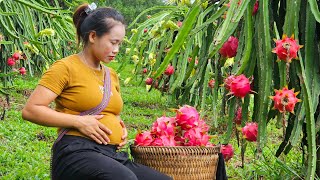 17 year old unmarried girl pregnant  Harvesting dragon fruit garden to sell to market l Lý Thị Sai [upl. by Analeh]