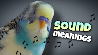 Parakeet Sounds and Their Meanings 🐦🔊 [upl. by Rollecnahc]