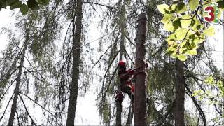 Corso abbattimento controllato alberi in tree climbing  Formazione3T [upl. by Becht]