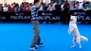 Kintamani Dog Dancing Performance In Jogja Dog Show 2014 [upl. by Alysa956]