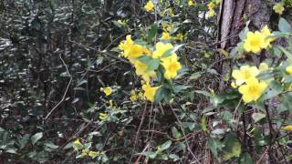 Yellow Carolina Jasmine [upl. by Gnilsia267]