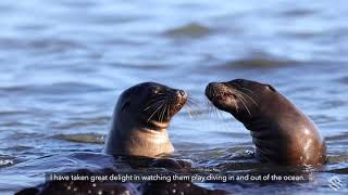 Behind the Lens Growing up alongside Galapagos sea lions [upl. by Aicemaj]