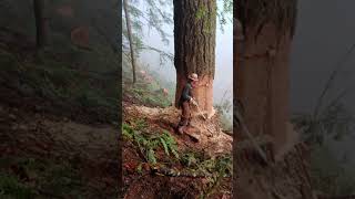 Cutting trees forest lumberjackchainsaw hardware tools viralvideo foryou [upl. by Nirrok4]