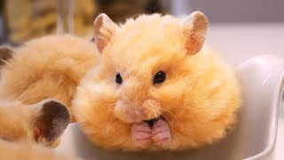 Baby Hamsters Growing Up Day 26 to 31  Cute Animals that Can Probably Bring World Peace [upl. by Marthe663]