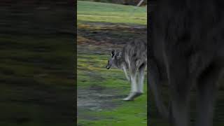 The Incredible Jumping Power of Kangaroos Exploring Australias National Symbol [upl. by Enyrb675]