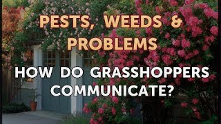 How Do Grasshoppers Communicate [upl. by Littman]