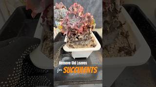 Succulent Success in 5 Minutes a Day [upl. by Ditmore835]