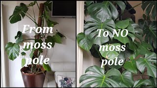 How to Grow Monstera Vertically with NO Moss Pole [upl. by Lyall]