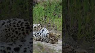 Africa Sleepy Leopard [upl. by Koch930]