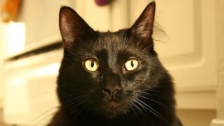 Would You Adopt a Black Cat [upl. by Sylvia418]