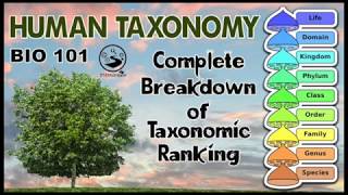 Taxonomy and The Tree of Life  Human Taxonomic Ranking  Bio 101  STEMstream [upl. by Dinesh]