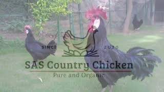 Nicobari Pure Indian Chicken Breed  SAS Country Chicken [upl. by Derwon]