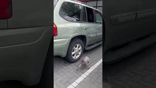 Hairless Terrier attacking rat 🤯🤯🤯🤯🤯🤯🤯🤯🤯🤯🤯🤯 dogs attack dogs rat ratting [upl. by Yenitsed352]