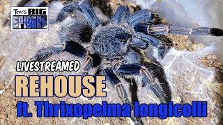 Thrixopelma longicolli ex Homoeomma sp blue peru Rehouse and Notes [upl. by Noma]