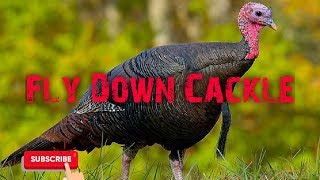 Turkey Hunting Call  Fly Down Cackle  Free Download [upl. by Packer]