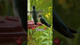 Hummingbirds bring Peace⚘️ birds nature hummingbirds [upl. by Lower]