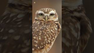 Owl Sounds  Burrowing owl [upl. by Peony80]